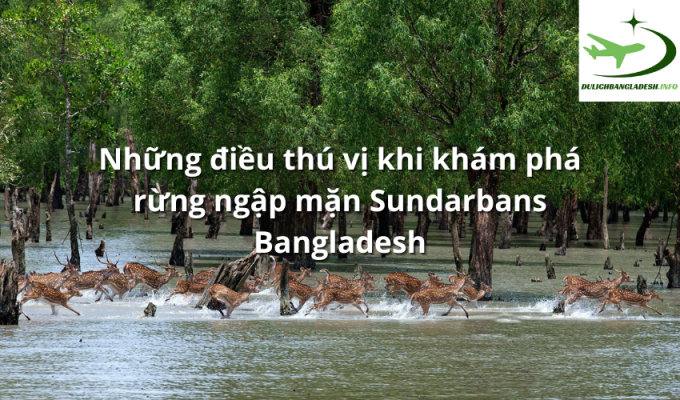 Những điều thú vị khi khám phá rừng ngập mặn Sundarbans Bangladesh