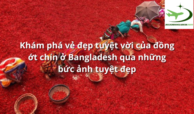 Khám phá vẻ đẹp tuyệt vời của đồng ớt chín ở Bangladesh qua những bức ảnh tuyệt đẹp